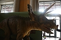 VBS_0897 - Dinosauri. Terra dei giganti